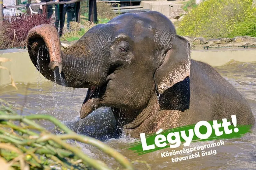 visite enfants zoo budapest