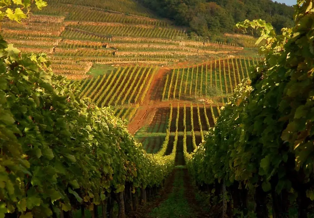 Excursion Tokaj vignobles UNESCO depuis Budapest guide français Loïc